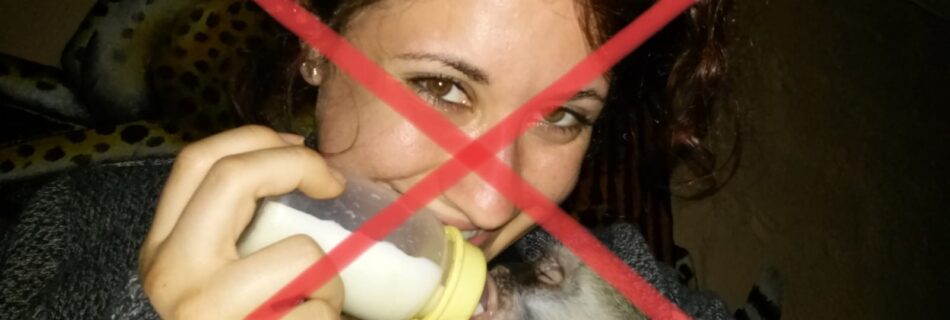 volontariato etico con gli animali