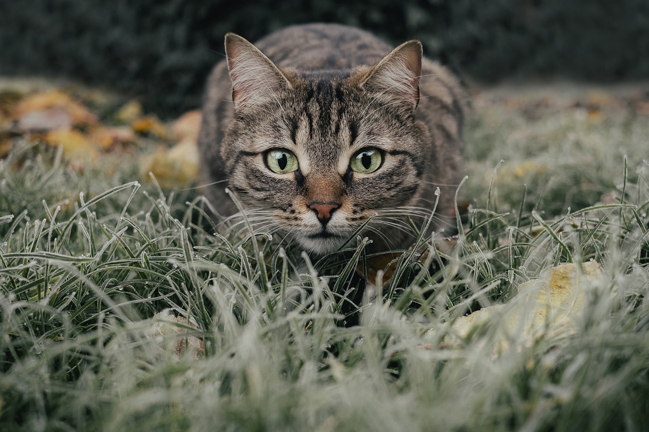 gatti e fauna selvatica