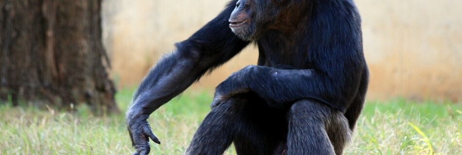 siamo noi la specie superiore etologia