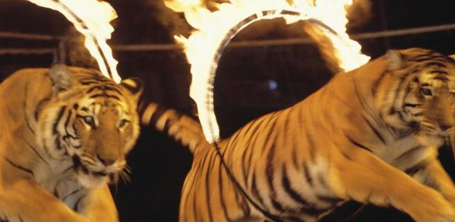 circo con animali