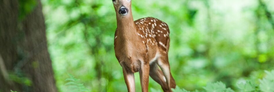 come aiutare fauna selvatica ferita