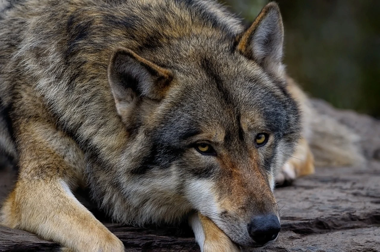 animali selvatici e domestici