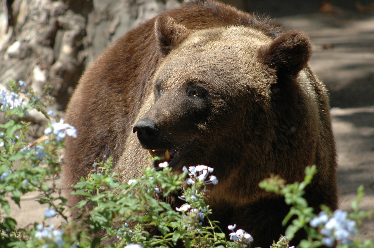 m90 orso ucciso in trentino