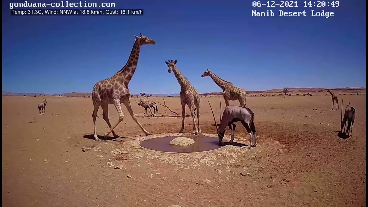 webcam dalla savana